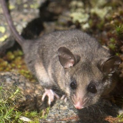 The mountain pygmy-possum.